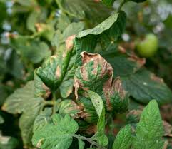 Image result for tomato seedling early blight