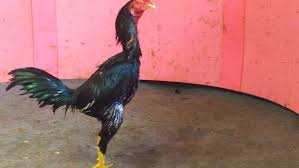 We did not find results for: Jenis Ayam Bangkok Mangon