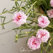Image result for Portulaca foliosa