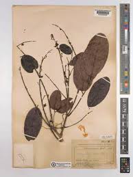 Image result for Ptycholobium plicatum