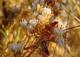 Image result for Cuscuta abyssinica
