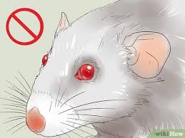 While all of us rat owners love any type of rat, we all hold a special spot for the teddy bear rat; How To Care For A Dumbo Rat 15 Steps With Pictures Wikihow