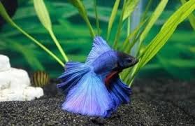 Check spelling or type a new query. How Long Can Betta Fish Live In Cold Water Fishtankmag