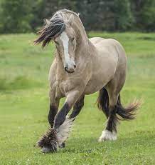 His sire and dam are roni og oliver's gold and gdr rosies royal marilyn monroe. Buckskin Gypsy Vanners