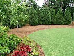 Free shipping on qualified orders. Privacy Landscaping Trees Ideas About Blog Businesses Developers Privacy Terms Copyri Backyard Landscaping Privacy Landscaping Backyard Privacy Landscaping