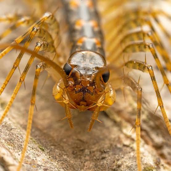 What to Know about the House Centipede | HGTV