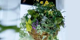 6 plants to make your backyard more bee friendly. The Best Plants To Use For A Hanging Basket In The Shade Better Homes Gardens