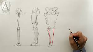 Today i'll show you my way of drawing bodies so i hope you'll find it helpful! Lower Limb Anatomy Anatomy Master Class For Figurative Artists Youtube