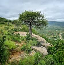 Image result for Boscia foetida