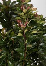 Image result for Hypertelis umbellata