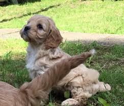 The most trusted name in pups for sale since 1982! Cavapoo Puppies For Sale Charleston Sc Cavapoo Puppies Cavapoo Puppies For Sale Cavapoo