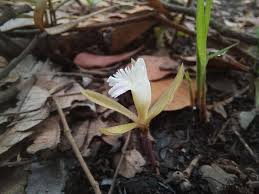 Image result for Nervilia crociformis