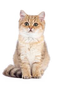 We breed for type and temperaments while their health is always the first priority. Black And Golden Shaded British Shorthair Kitten Sitting On White Seamless Kimballstock