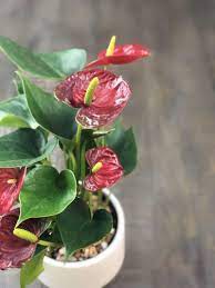 Anthuriums How To Care For This Long Blooming And Tropical Houseplant Natalie Linda In 2020 Plant Care Houseplant Pothos Plant Plants