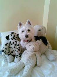 Pin By Linda Leitner On Pets And Family Westie Dogs Westie Puppies Westies