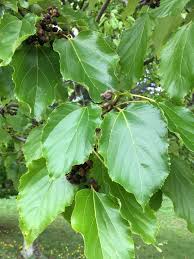 Image result for Hovenia dulcis