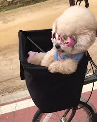 Happiest Dog Check Our Youtube Channel For More Cute Dog Videos Dog Dogs Dogs Aesthetic Dogs And Puppies Dogs Quot Funny Animal Videos Puppies Cute Dogs