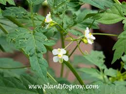 Image result for Cardiospermum halicacabum