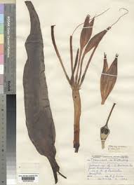 Image result for Crinum crassicaule