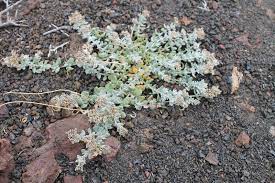 Conocé la planta de petfood saladillo donde se desarrolla dog selection. Polycarpaea Nivea Saladillo Blanco O Comun