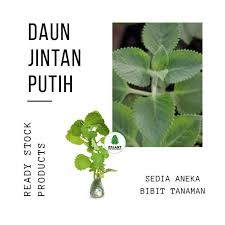Umumnya, bangun daun merupakan bentuk helaian daun secara keseluruhan. Jual Bibit Jintan Putih Daun Bangun Bangun Murah Mei 2021 Blibli