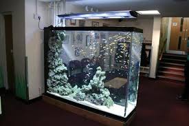 Acrylic Vs Glass Aquariums Which One Is Best For You