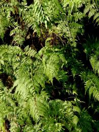 Image result for Davallia chaerophylloides