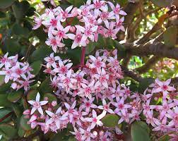 Succulents store water in their leaves, stems, or roots. Crassula Ovata Pink Beauty