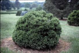 Image result for Hetaeria occidentalis