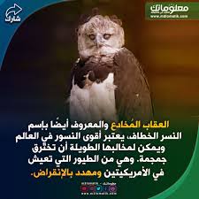 العقاب Animals