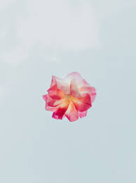 Maybe you would like to learn more about one of these? Flower Wallpapers Free Hd Download 500 Hq Unsplash