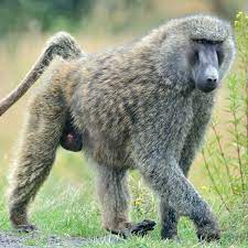 Male baboons are two times larger than females. Baboon On The Loose In Johannesburg Spotted On Roof Of Hospital
