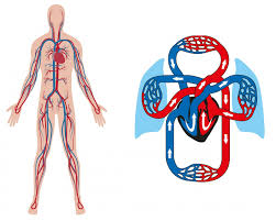 Uit onderzoek blijkt dat mensen heel weinig weten over de anatomie van het lichaam. Werking Van Het Hart Patient