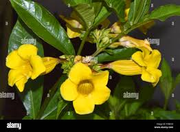 Image result for Allamanda schottii