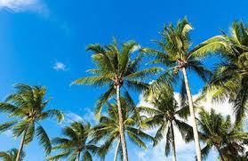 Description:gynecologist with extensive training in the management of female urinary incontinence.additionally trained in general gynecology. Premier Women S Care Of Southwest Florida 9021 Park Royal Dr Fort Myers Fl 33908 Yp Com