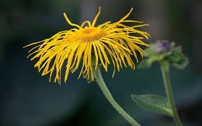 Image result for Inula