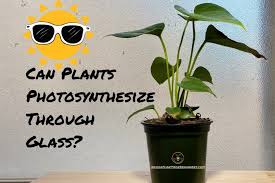 Maybe you would like to learn more about one of these? Can Plants Photosynthesize Through Glass Indoor Plants For Beginners