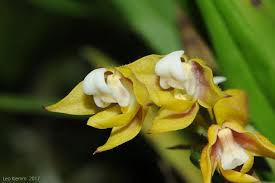 Image result for Polystachya malilaensis