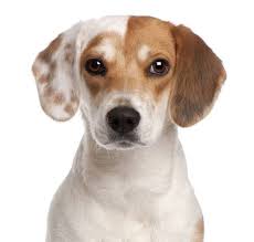 Since this breed is friendly, gentle and energetic. Unique Dog Names For A Girl Beagle List With Meanings