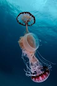 Teaming Up Two Compass Jellyfish Predating On A Crystal Jellyfish Sea And Ocean Ocean Creatures Ocean Animals