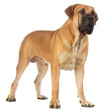 Cane Corso Vs Boerboel Complete Breed Comparison