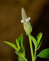 Image result for Sphenoclea zeylanica