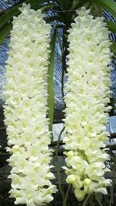 Rhyncostylis Gigantea White Klairvoyant Orchids Orchids Strange Flowers Orchids Beautiful Orchids