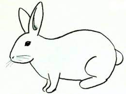 Makanan favorit kelinci adalah wortel. Menggambar Hewan Dan Sketsa Ery Kusumo Jati Cara Menggambar Kelinci Lucu Dan Imut Dengan Mudah