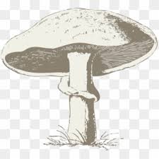 Let's learn how to draw a mario mushroom step by step drawing mario mushroom is quite easy and simple hence suitable for. Common Mushroom Drawing Edible Mushroom Mushroom Festival Mushroom Black And White Hd Png Download 818x750 46560 Pngfind