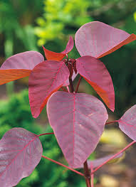 It's a dainty plant that can be difficult to look after you can either keep it as your statement indoor plant with red and green leaves or keep it with other the ponsettia doesn't quite count as the red is on the flowers rather than the leaves but as the. Plants With Red Flowers Foliage Garden Gate