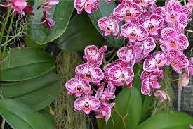 Amazing Meaning And Symbolism Of Orchid Flowers And Colors Florgeous Orchid Flower Flower Meanings Red Orchids