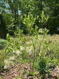 Image result for Chionanthus niloticus