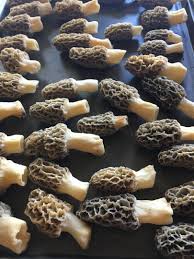 ➤ drying morels can be done in a dehydrator. The Complete Guide To Preserving Morel Mushrooms The Great Morel