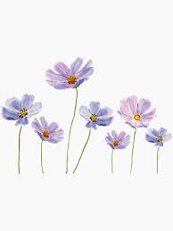 Purple Cosmos Flowers Watercolor Sticker By Colorandcolor In 2021 Yellow Flowers Painting Cosmos Flowers Watercolor Flowers Paintings